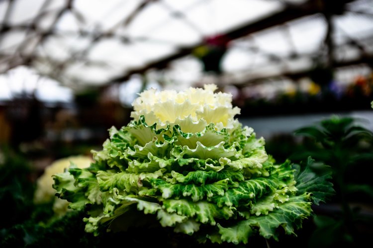 berk-nurs-cabbage-01.jpg