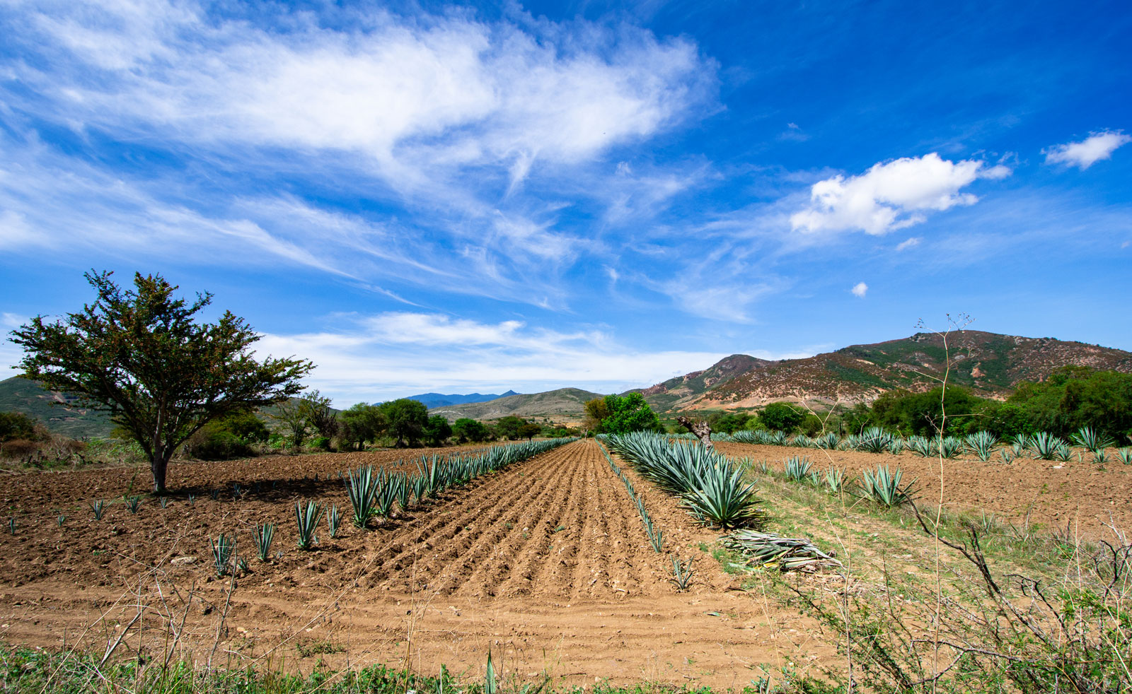 Agave | Oaxaca, Mexico