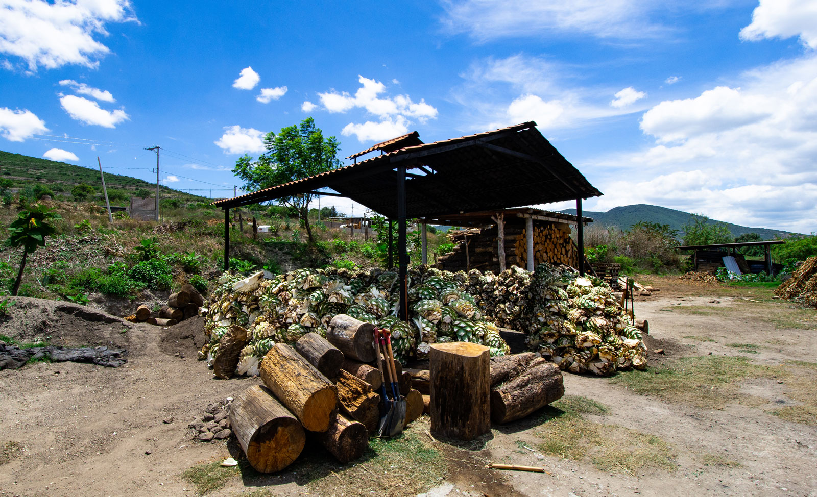 Palenque | Oaxaca, Mexico