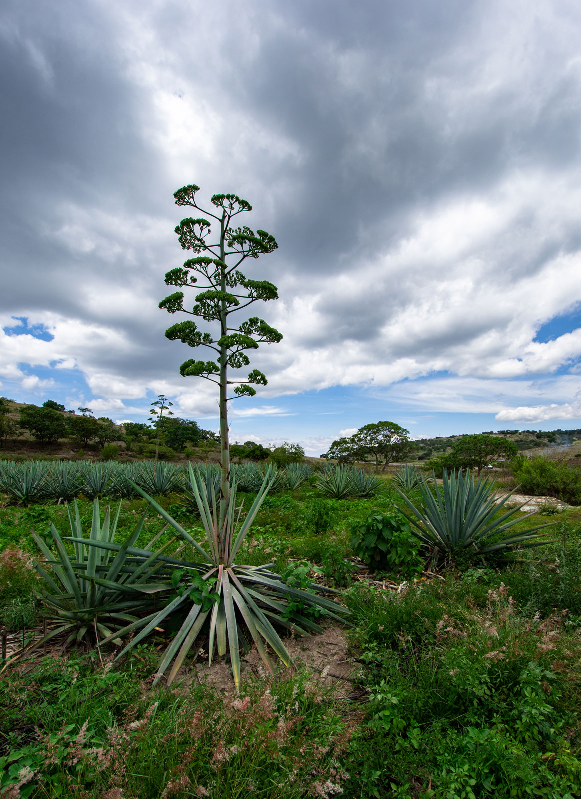 Agave | Oaxaca, Mexico