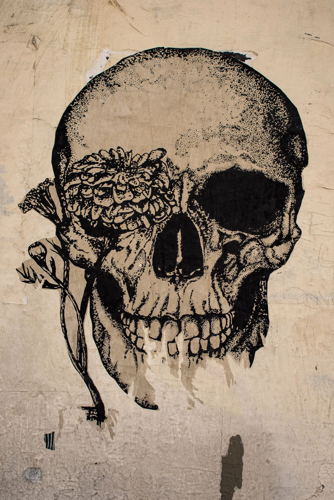 Wheat Paste | Oaxaca de Juarez, Mexico