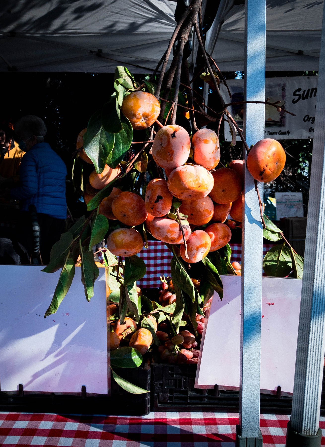 persimmon-_branch.jpg