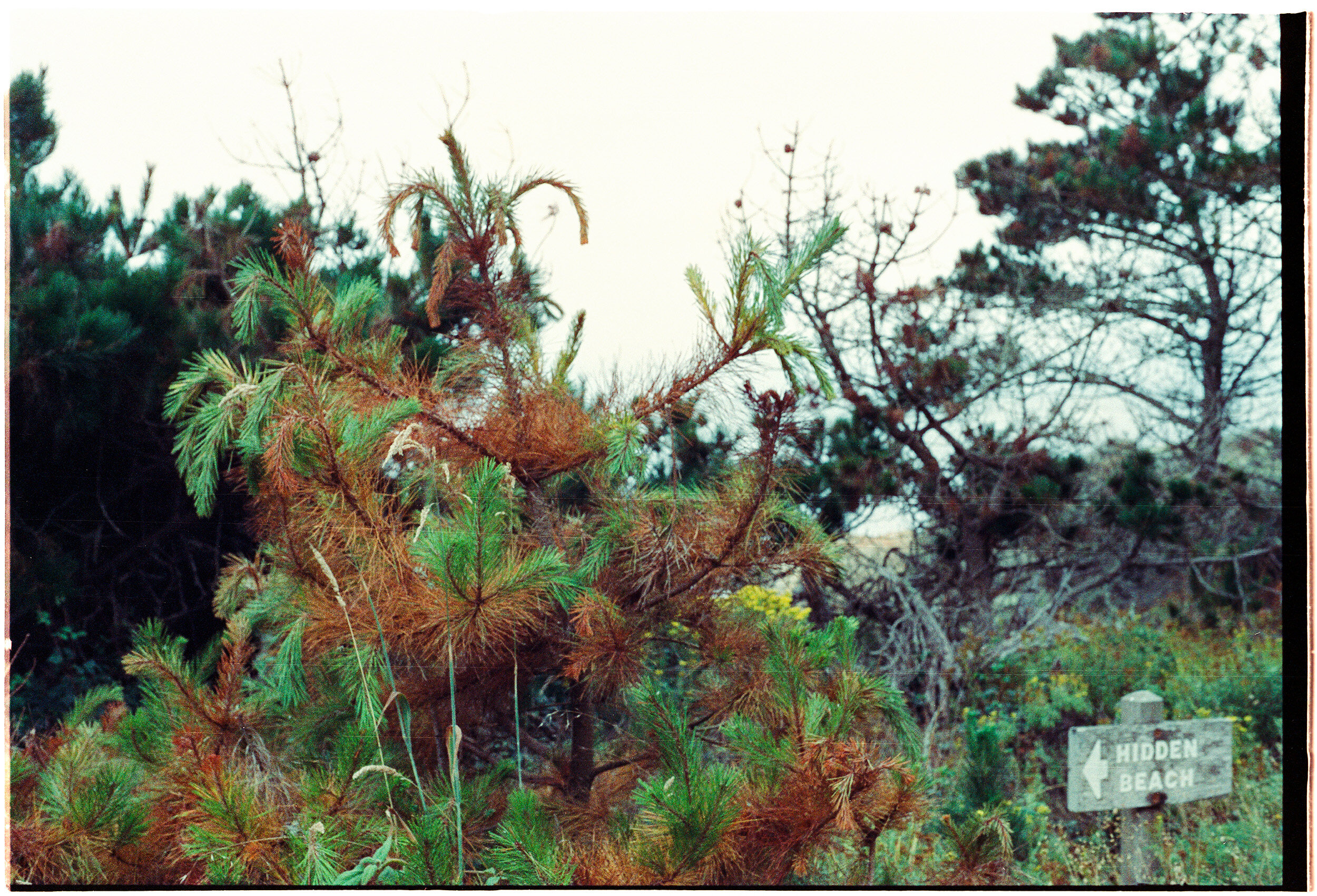 point-lobos-2020.07-xgm-06.jpg