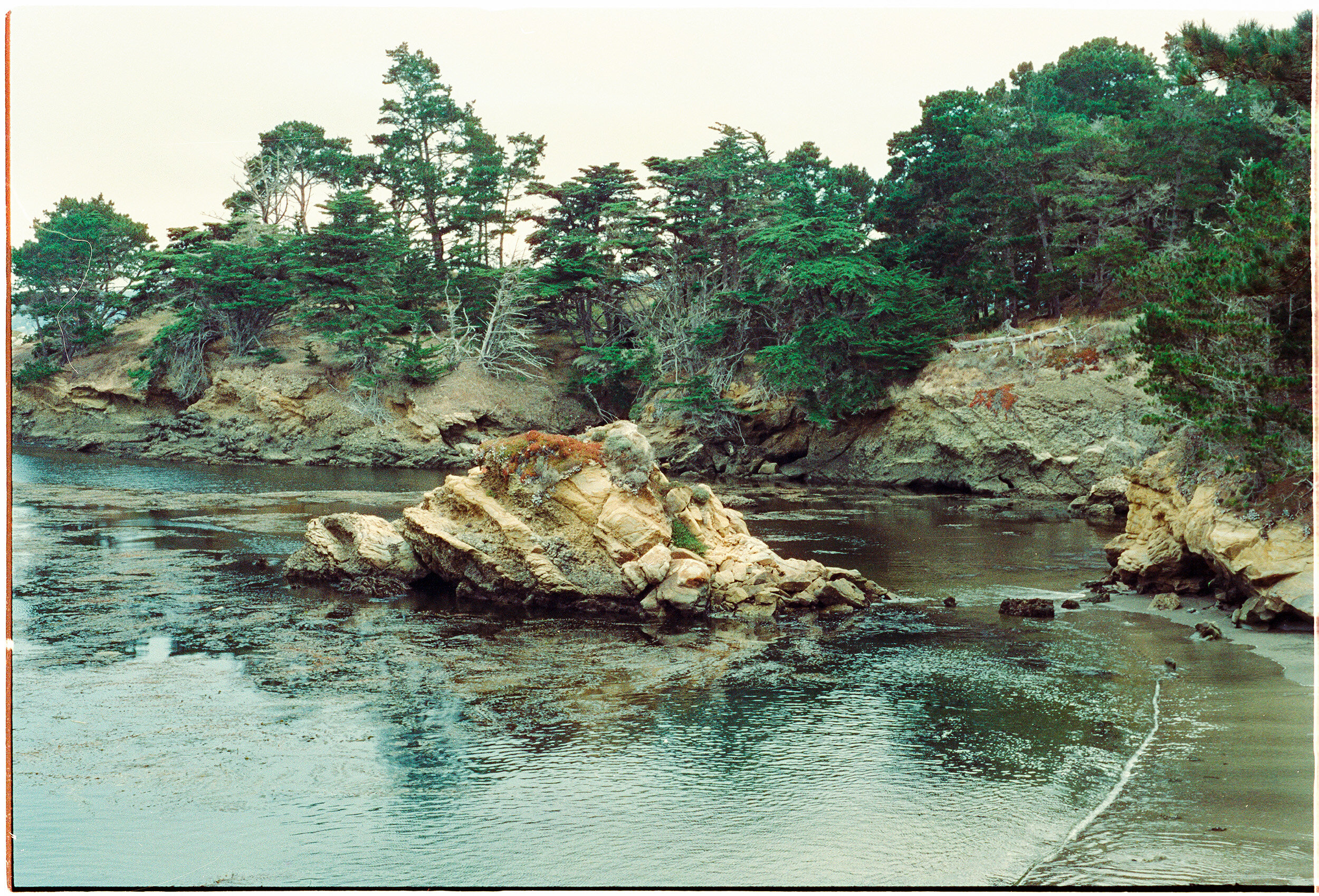 point-lobos-2020.07-xgm-07.jpg