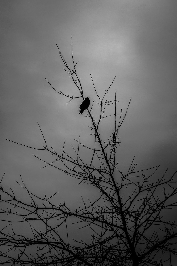 put_a_bird_on_it-01.jpg