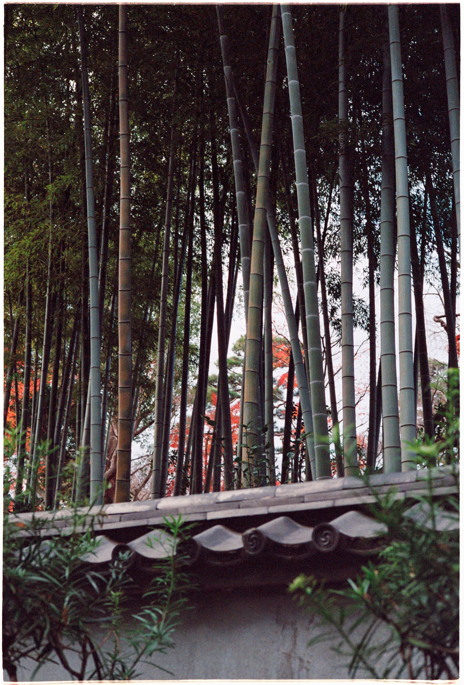 Tokyo-2022-MP-Portra800-42 copy.jpg