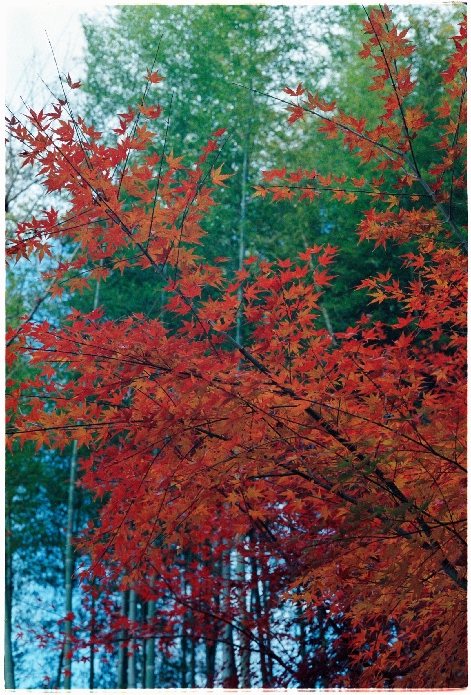 Tokyo-2022-MP-Portra800-43 copy.jpg